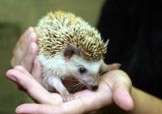 African-pygmy-hedgehog-320x225