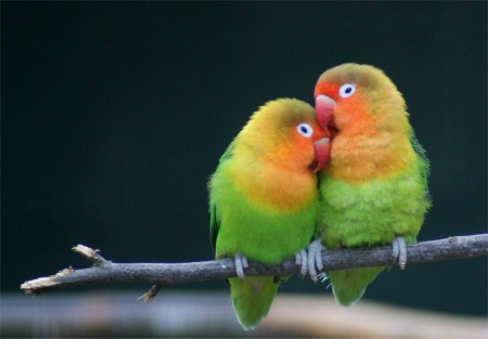 Love-Birds-450x313