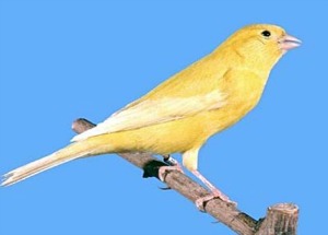 canary-300x215