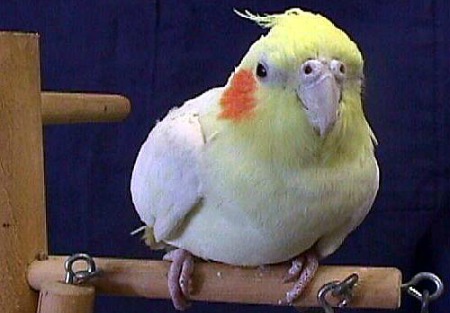 cockatiel-450x313