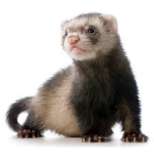 ferret