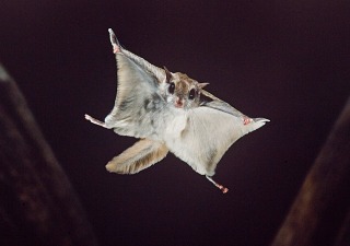 flying-squirrel-320x225