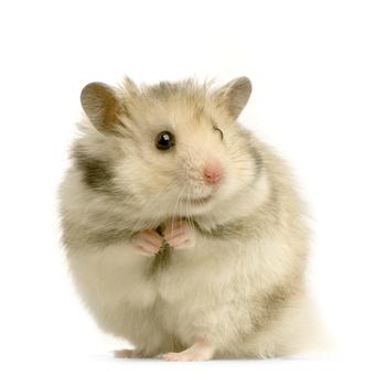 hamster