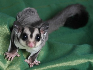 sugar-glider-320x225