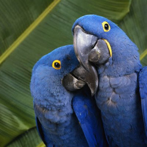 Parrots_Face