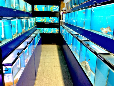 aquarium-supplies-new-jersey-450x338 - Aquarium Supplies New Jersey 450x338
