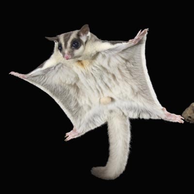 sugar-glider-400x400